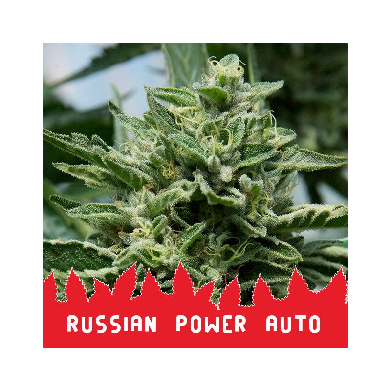 Russian Power Auto, Фасовка: 10